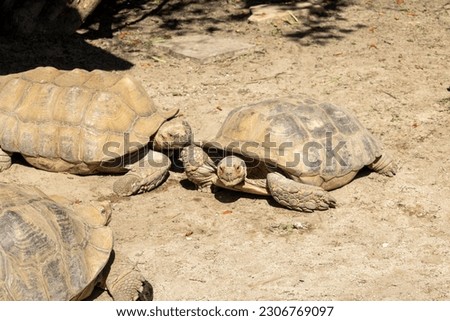  A picture of a group of tortoises 