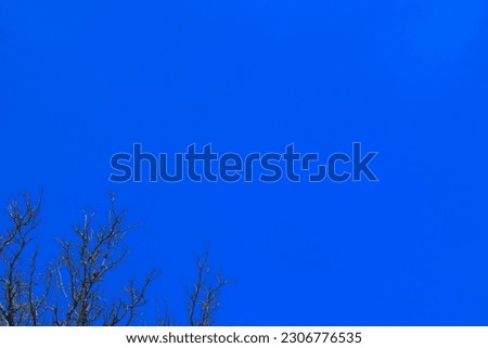 beautiful bright blue sky with tree foreground for background. sky background with free space for design. abstract nature background. natural negative space. no people.