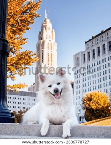 American Eskimo dog in downtown Columbus Royalty-Free Stock Photo #2306778727