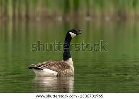 Canada Goose (Branta canadensis) on a lake. Gelderland in the Netherlands.                                                  Royalty-Free Stock Photo #2306781965