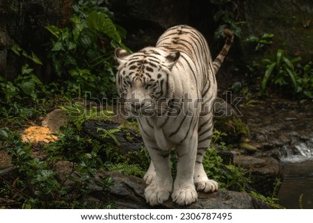 The white tiger or bleached tiger is a pigmentation variant of the Bengal tiger, which is reported in the wild from time to time in the Indian states of Madhya Pradesh, Assam, West Bengal and Bihar