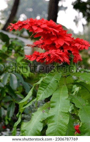 Flame of Irian ornamental plant (Warszewiczia coccinea) The color of the flowers is bright red