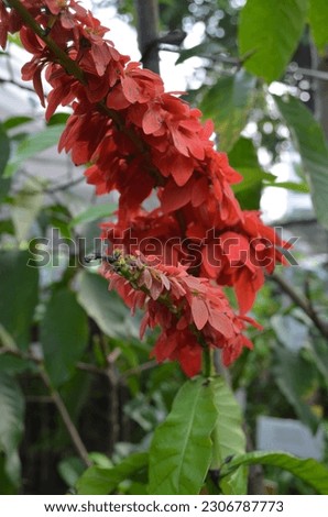 Flame of Irian ornamental plant (Warszewiczia coccinea) The color of the flowers is bright red