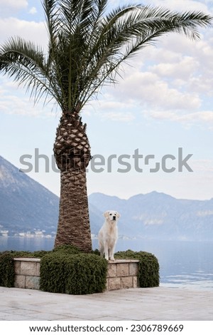 a dog near a palm tree against the backdrop of mountains and water. Golden retriever on nature. Holidays with a pet on the sea.