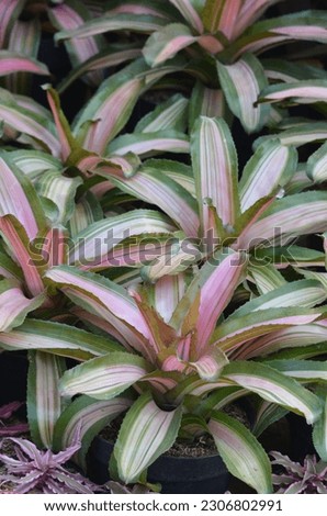 There are many types of bromeliads. Bromelia leaves are red, pink, purple, white and green