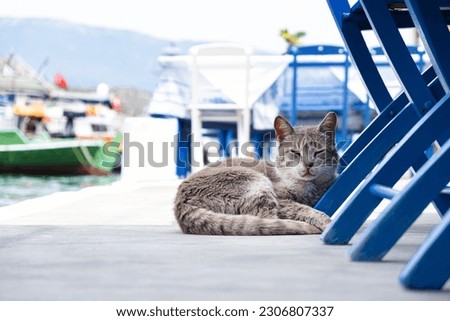 Cat on vacation. Gray cat portrait in the marina. Sleepy cat in the cafe at marina pier.