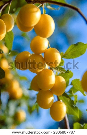 Yellow cherry plum berries ripen on the branches
