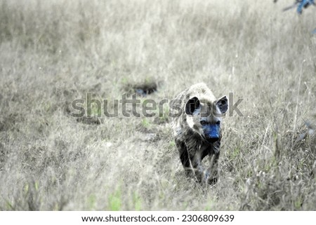 Hyena strolling the forest looking for food