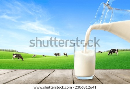 Pouring fresh milk from pitcher into the glass with grass field and cows background.