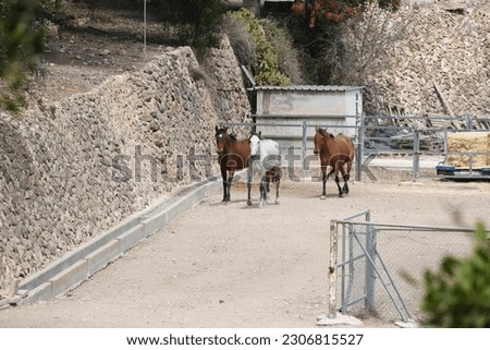 Horses in the paddock, Alicante Province, Costa Blanca, Spain