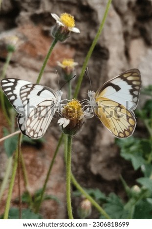 two butterflies drinking the nector of a yellow flower 