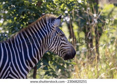 Close up shot of Zebra head with fur and eye detail taken in natural African bush land habitat
