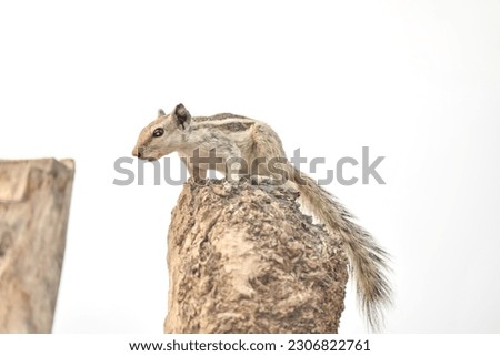 Portrait of beautiful Northern palm squirrel. Five stripes squirrel eating playing and climbing on sticks. Northern palm squirrel eating. Northern palm squirrel. Wildlife photography. Selective focus.