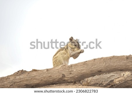 Portrait of beautiful Northern palm squirrel. Five stripes squirrel eating playing and climbing on sticks. Northern palm squirrel eating. Northern palm squirrel. Wildlife photography. Selective focus.