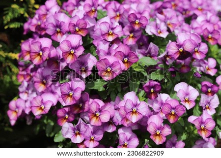 Violet pansy flowers. Pansies in the garden, close up.