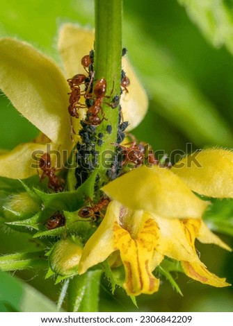 Closeup shot showing some common red ants and dark plant louses on a flowering golden dead-nettle plant