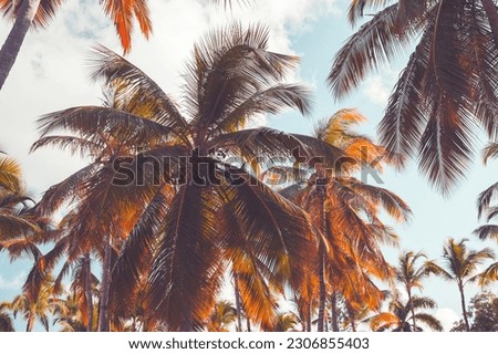 Stylized photo background with palm trees under bright sky. Vintage photo with old style tonal filter effect