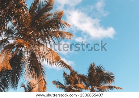Retro stylized photo background with coconut palm trees under cloudy sky. Vintage photo with old style tonal filter effect