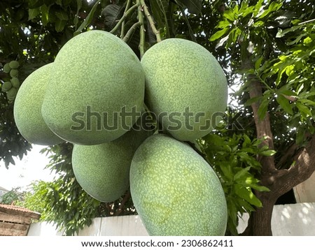 a picture of a mango fruit still on the tree