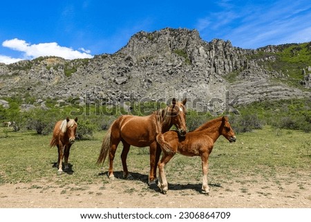 Horses on the background of ancient limestone high rounded mountains in an air haze. The Valley of Ghosts. Demerdzhi. May 2021. Crimea.