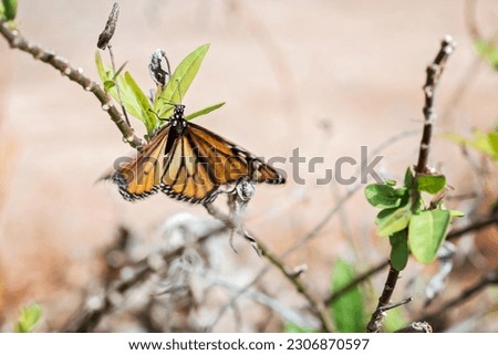 Beautiful monarch butterfly sitting on a tree branch and spreading its wings. Milkweed butterfly has orange wings with black and white markings. Native insect or bug in Gran Canaria, Spain.