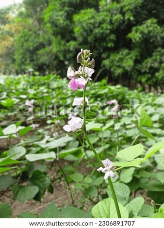Natural beauty is visible in the picture. Here is a picture of a bean flower, surrounded by plants. The whole land is covered with green leaves under the flowers.
