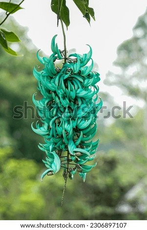 Jade vine or emerald vine flower with blurred background