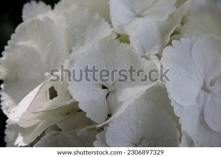 Closeup shot of white peony flowers
