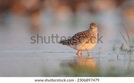 Ruff -  female feeding at the wetland on the mating season in spring