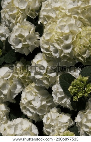 Bundles of white peony flowers