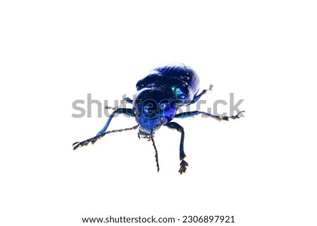 Leaf beetles on a white background, close-up pictures