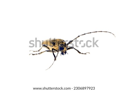 

Sawyer, on a white background,Close-up pictures ,Cerambycidae insects