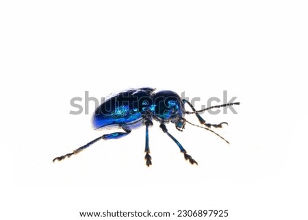Leaf beetles on a white background, close-up pictures