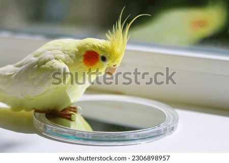 The parrot looks in the mirror.Funny bird.Cockatiel.Yellow bird.Playful parrot.Yellow cockatiel parrot.Cute cockatiel.Home pet bird.Bird with a tuft.Pet.An interesting animal.Parrot toy.Good pet. Royalty-Free Stock Photo #2306898957