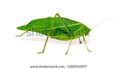 Giant katydid (Stilpnochlora couloniana) isolated on white background, - Picture Insect