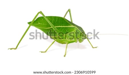 Giant katydid (Stilpnochlora couloniana) isolated on white background, - Picture Insect