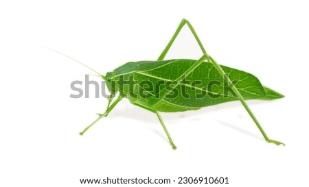 Giant katydid (Stilpnochlora couloniana) isolated on white background, - Picture Insect Royalty-Free Stock Photo #2306910601