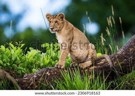 A lion cub is seen in Okavango Delta on 11 May 2023 Royalty-Free Stock Photo #2306918163