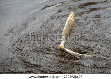 Roach. Gambling fishing on the river in the evening. Leger rig evening biting, bottom line set up. Two or three fishes are sometimes caught Royalty-Free Stock Photo #2306928607