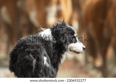 Border Collie hard worker of argentina s patagonia  cattle ranch