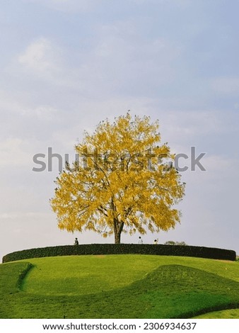 This is a tall and strong tree covered with bright yellow flowers. There is a canopy that spreads out to provide a lot of shade. Located on the mountain, many people are interested in taking pictures 