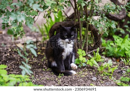 A black and white cat sits in a vegetable garden, poses for a photo and carefully looks around. Felis catus.