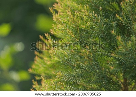 Picture of the young shoots of the fragrant pine tree in the morning light of red, pale yellow and green. It is a small shrub, and the leaves are fragrant and repel mosquitoes. green background image