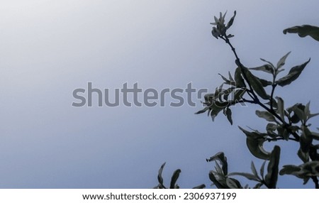 tree branches on a blue sky background
