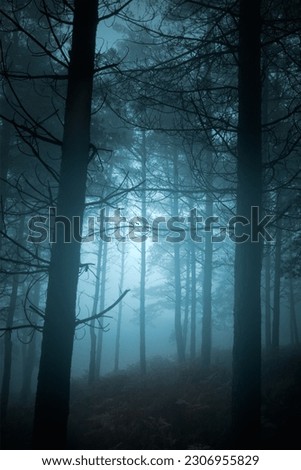 Mysterious foggy pine forest at dusk