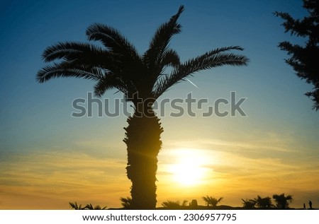 palm trees on the background of a beautiful sunset. sunset landscape, Evening on the beach with palm trees, Colorful picture for rest. Palm trees at sunset. Batumi, Georgia. boulevard. 