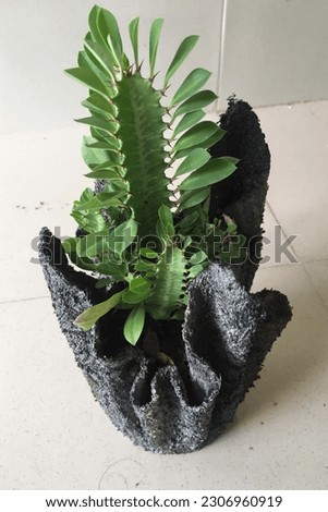 Plant pot made of cement. Which enhances the beauty of garden and plants.