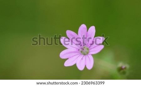 Dove's-foot crane's-bill (Geranium molle): A delicate and versatile flower seen into the meadow. Also ornamental flower in garden. Spring shot
