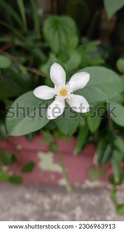 Bread flower an  ornamental plant that blooms and smells good in the morning