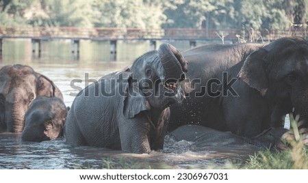 elephant journey in the wilds of thailannd